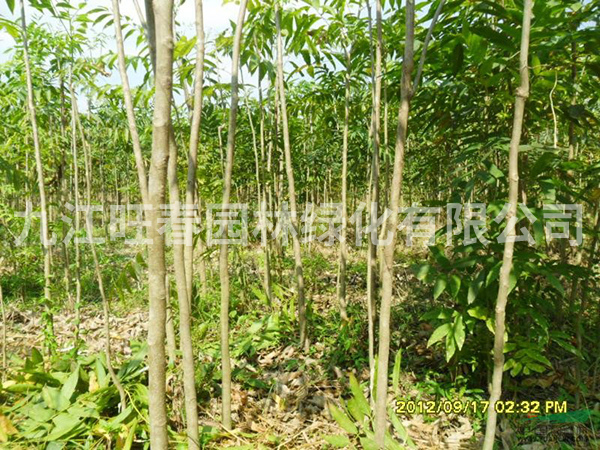 無患子的形態(tài)特征